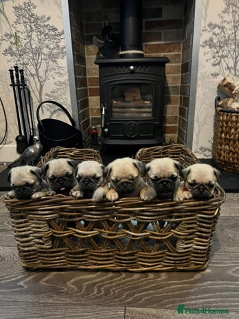Pug dogs - Advert 1