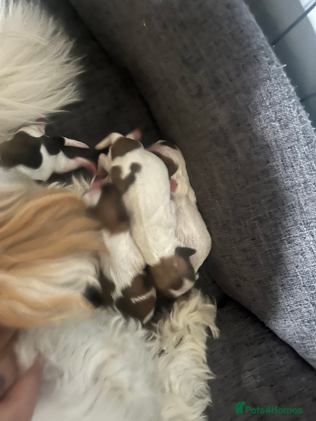 Malshi dogs for sale: 4 Shih tzu boys  - Image 5