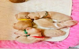 Miniature Dachshund dogs for sale: Cream Litter 5 Star Breeder ⭐️⭐️⭐️⭐️⭐️  - Image 13