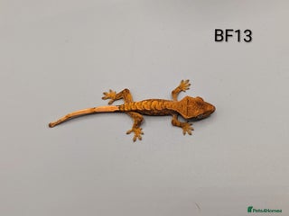 Gecko reptiles - Advert 7
