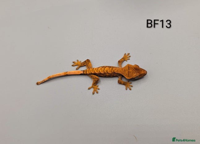 Gecko reptiles - Advert 8