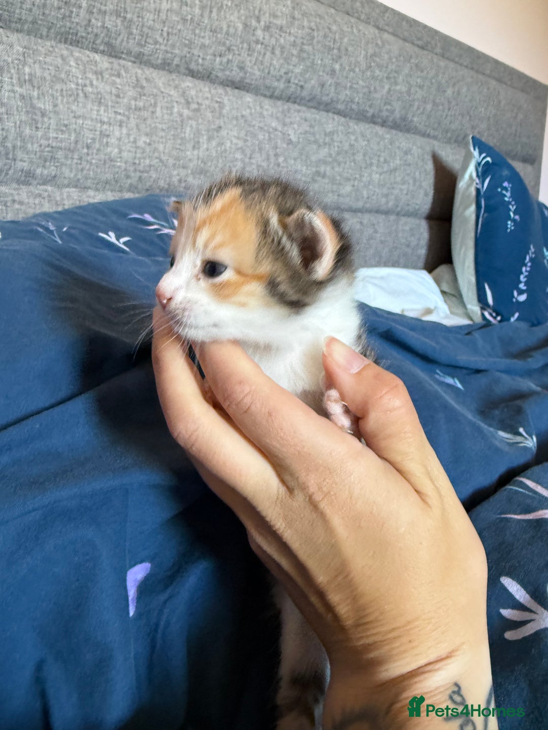 Mixed Breed cats for sale: Kittens  - Image 15