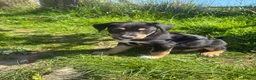 Mixed Breed dogs for sale: Collie x puppies looking for loving homes in Barnstaple - Advert 5