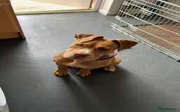 Olde English Bulldogge dogs for sale: Female old English - Image 2