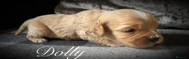Cavapoo 4