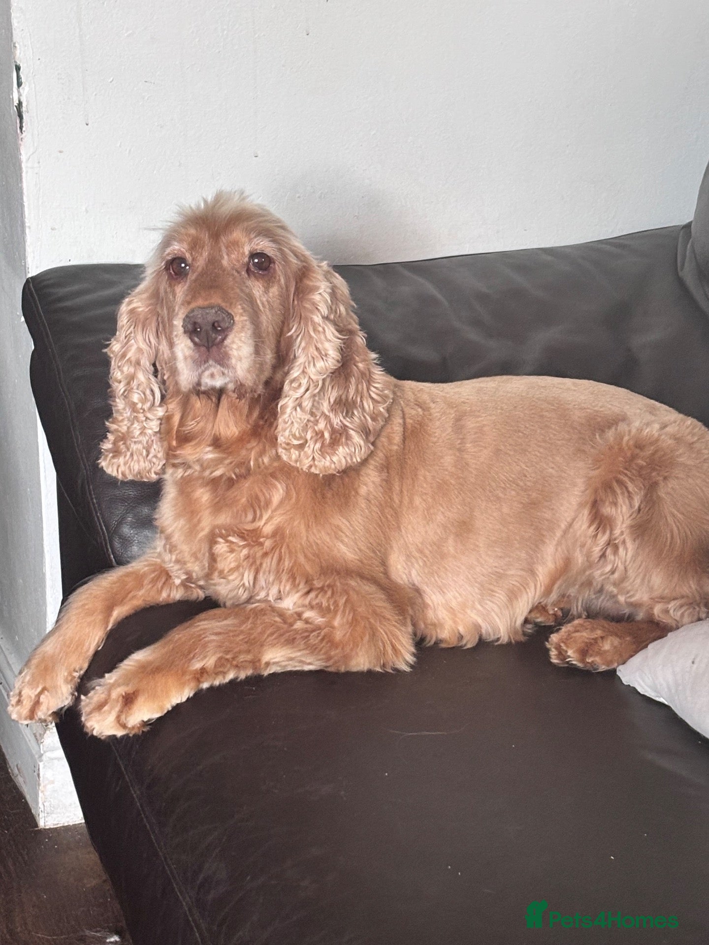 Cocker Spaniel dogs Beautiful show cocker spaniel girl  - Advert 1