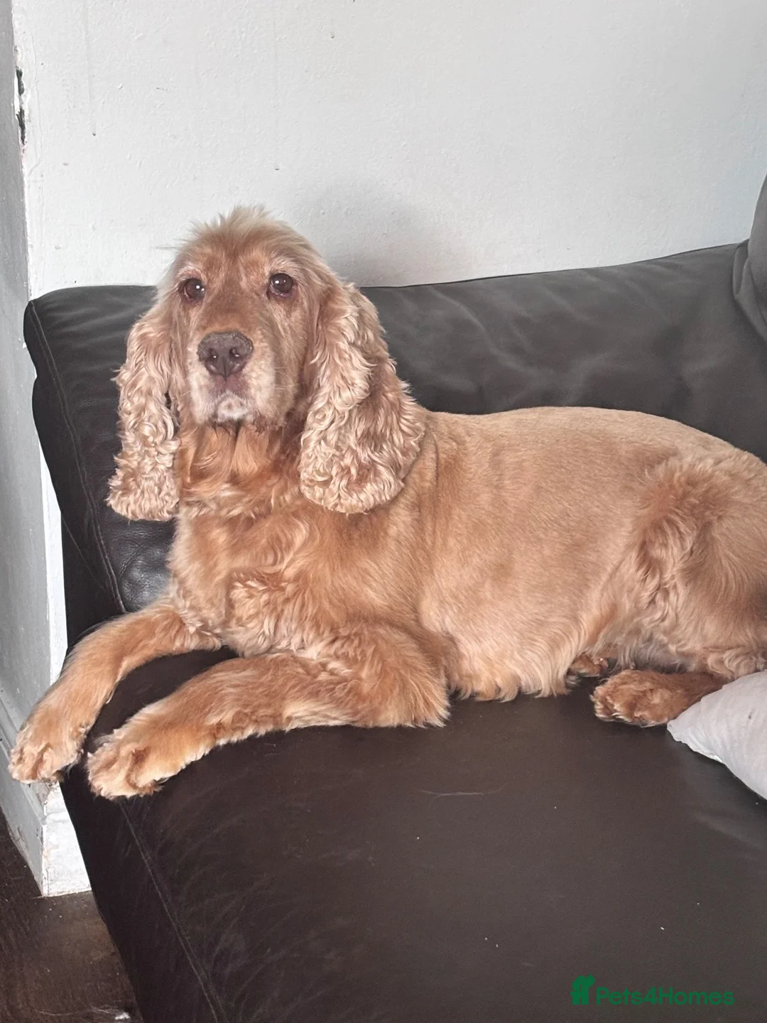 Cocker Spaniel dogs for sale: Beautiful show cocker spaniel girl  - Advert 1