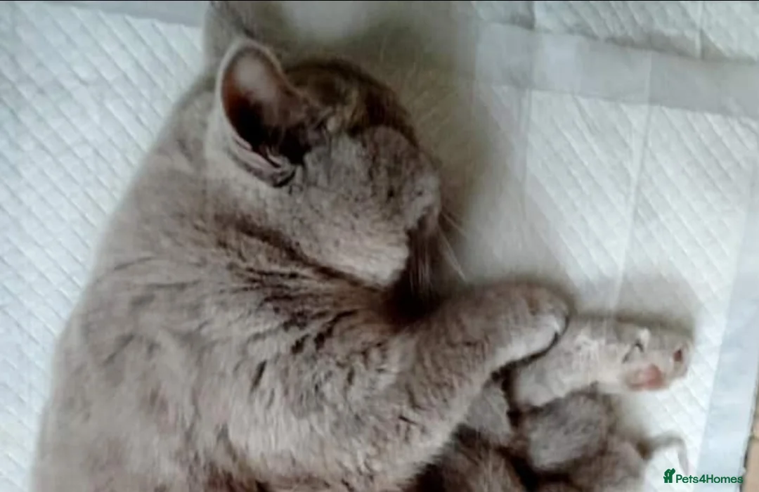 British Shorthair cats for sale: Beautiful Blue British Shorthair Female - Advert 8