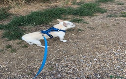 French Bulldog dogs for sale: French Bulldog Home Needed - Image 4