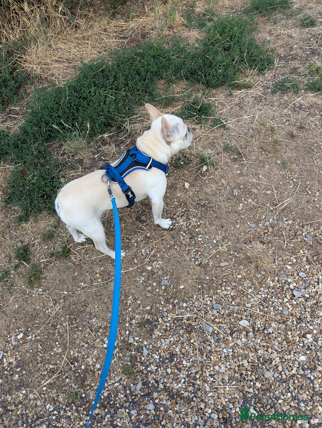French Bulldog dogs for sale: French Bulldog Home Needed - Image 4