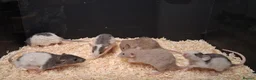 Rat rodents for sale: Baby Dumbo Rat's, various types  - Advert 22
