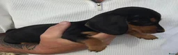 Miniature Dachshund dogs for sale: Beautiful miniature Dachunds - Advert 3