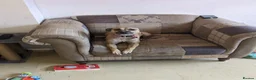 Mixed Breed dogs for sale: Nova  in Market Drayton - Advert 16