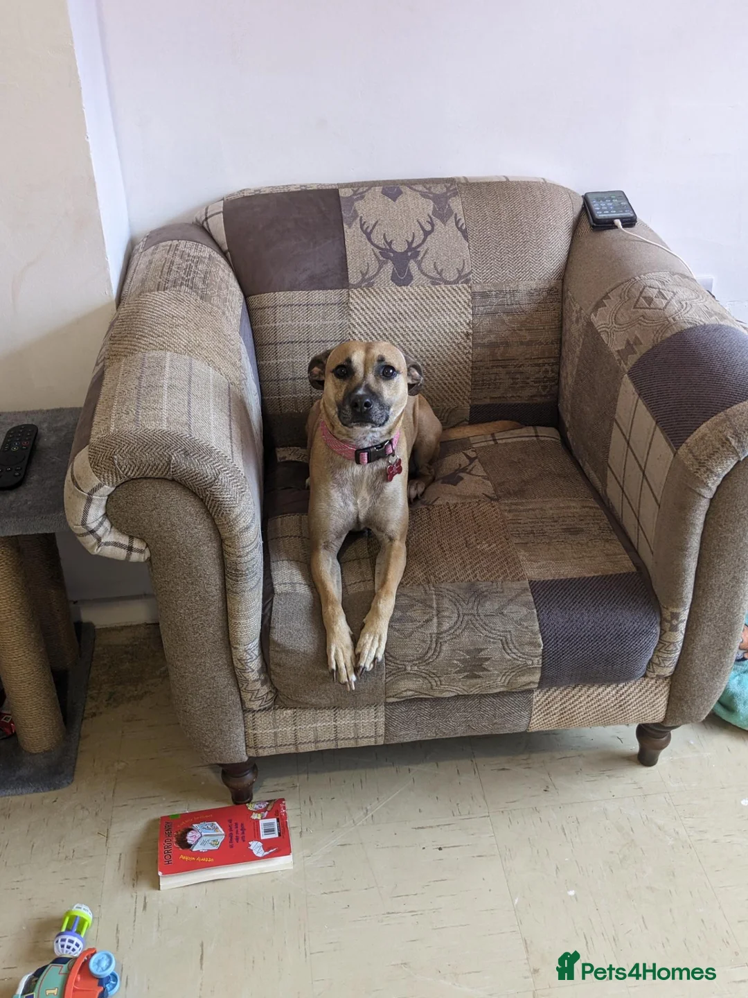 Mixed Breed dogs for sale: Nova  in Market Drayton - Advert 16