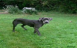 Great Dane dogs for sale: Great Dane Pup - Image 3
