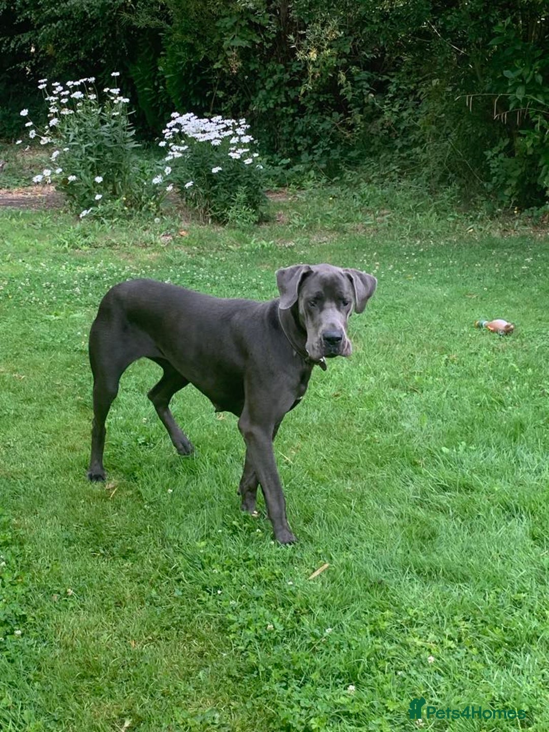 Great Dane dogs for sale: Great Dane Pup - Image 3