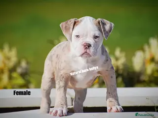 Old Tyme Bulldog dogs 23 YEARS, EXPERIENCE, 5 STAR RATED, LICENSED - Advert 6