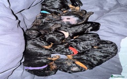 Cockapoo dogs for sale: 3 healthy phantom F1B cockapoo boys for sale  - Image 21