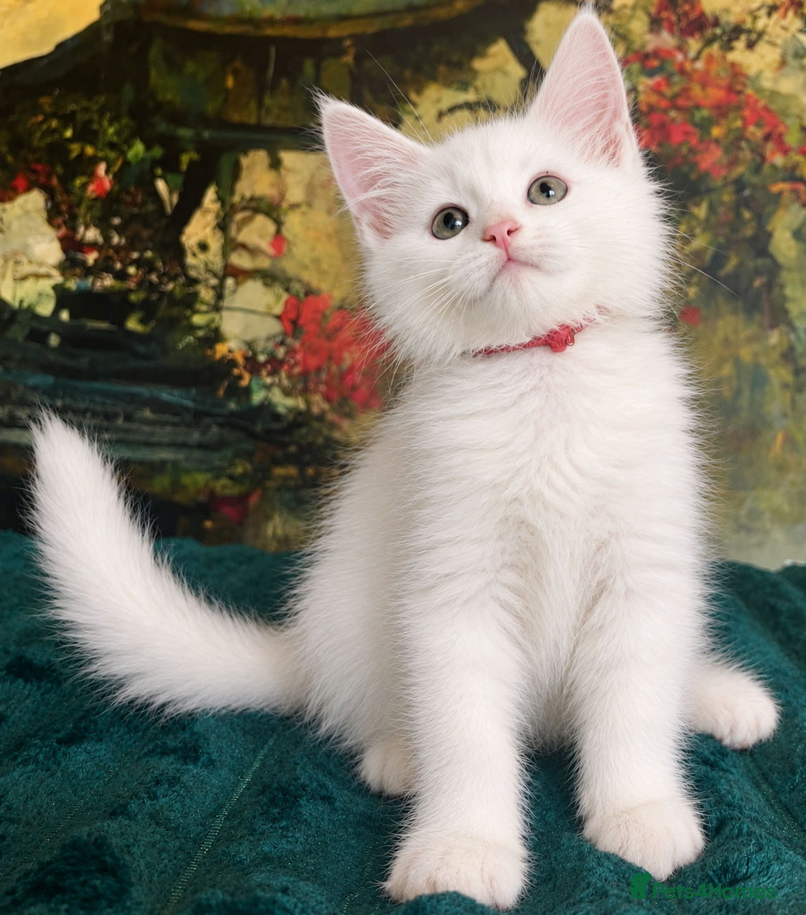 Maine Coon cats Maine Coon Kittens World Champion Bloodlines - Advert 2