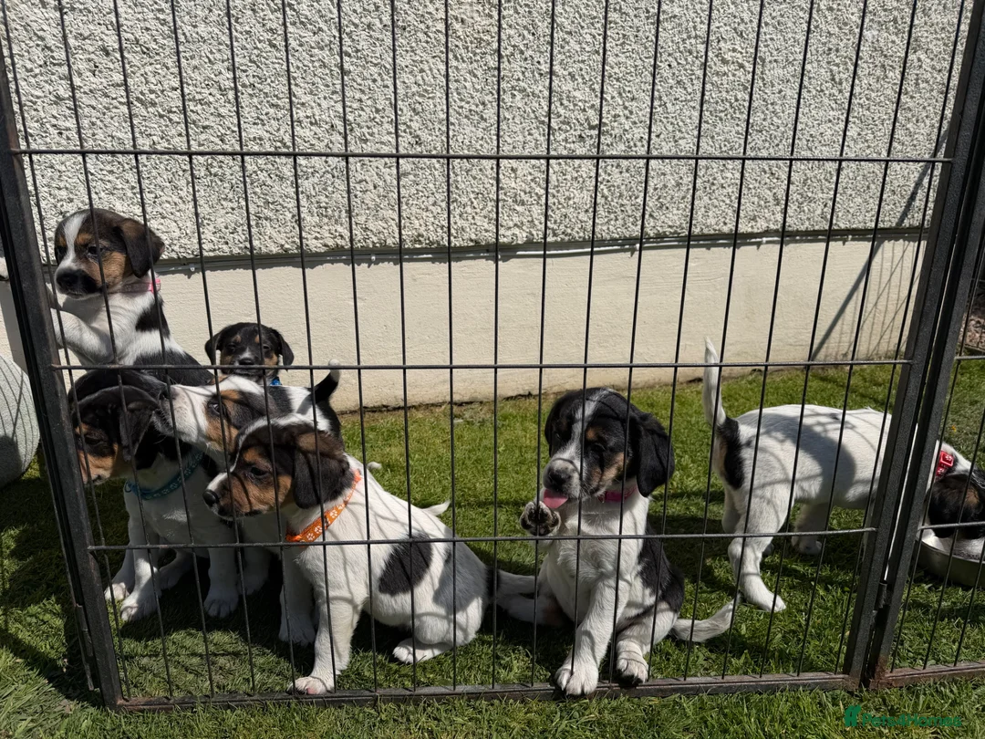 Mixed Breed dogs for sale: Border Beagle - Advert 10