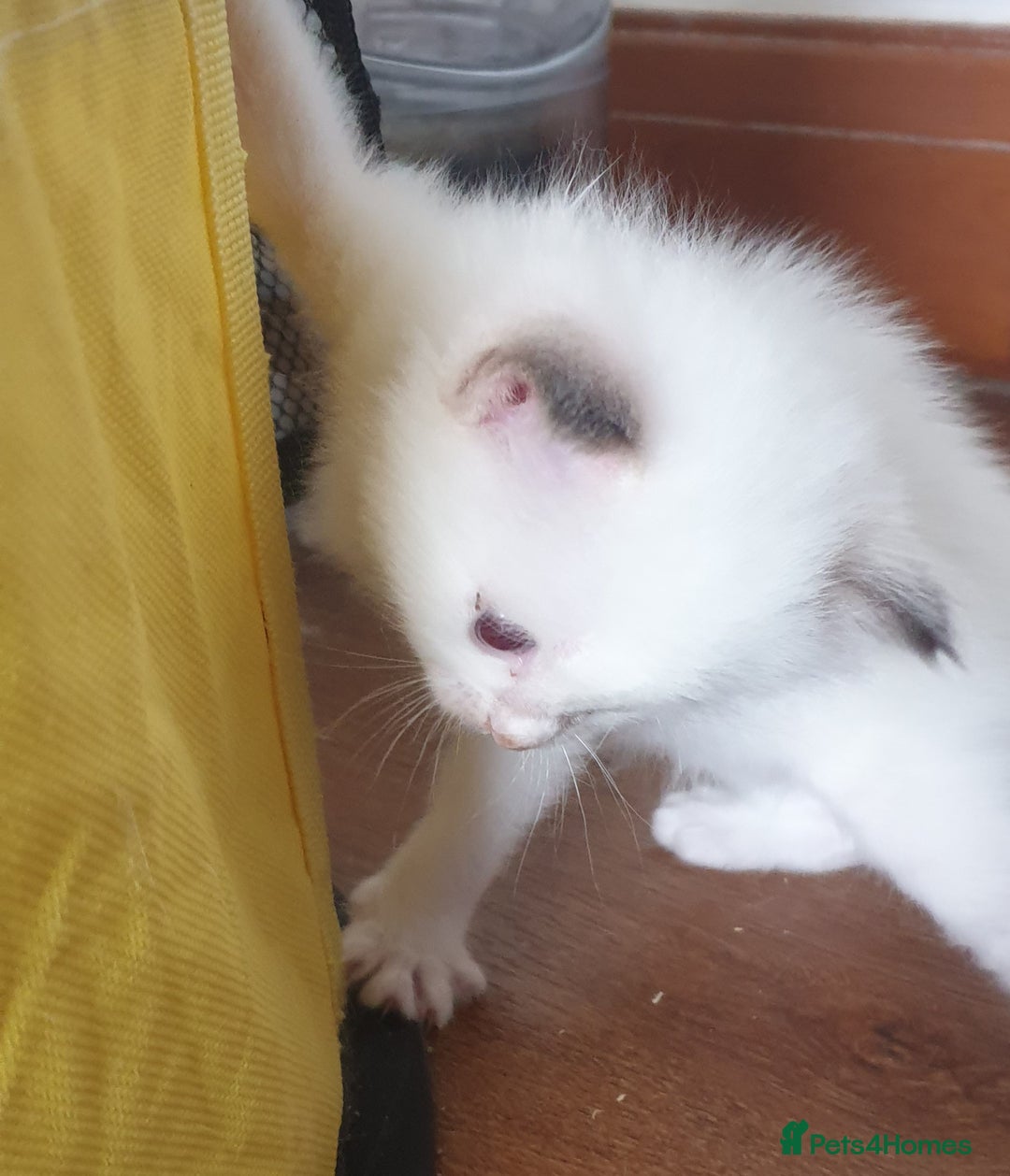 Ragdoll cats for sale: GCCF Chocolate Point with White Bi-color kittensur - Image 4