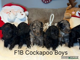 Cockapoo dogs - Advert 10