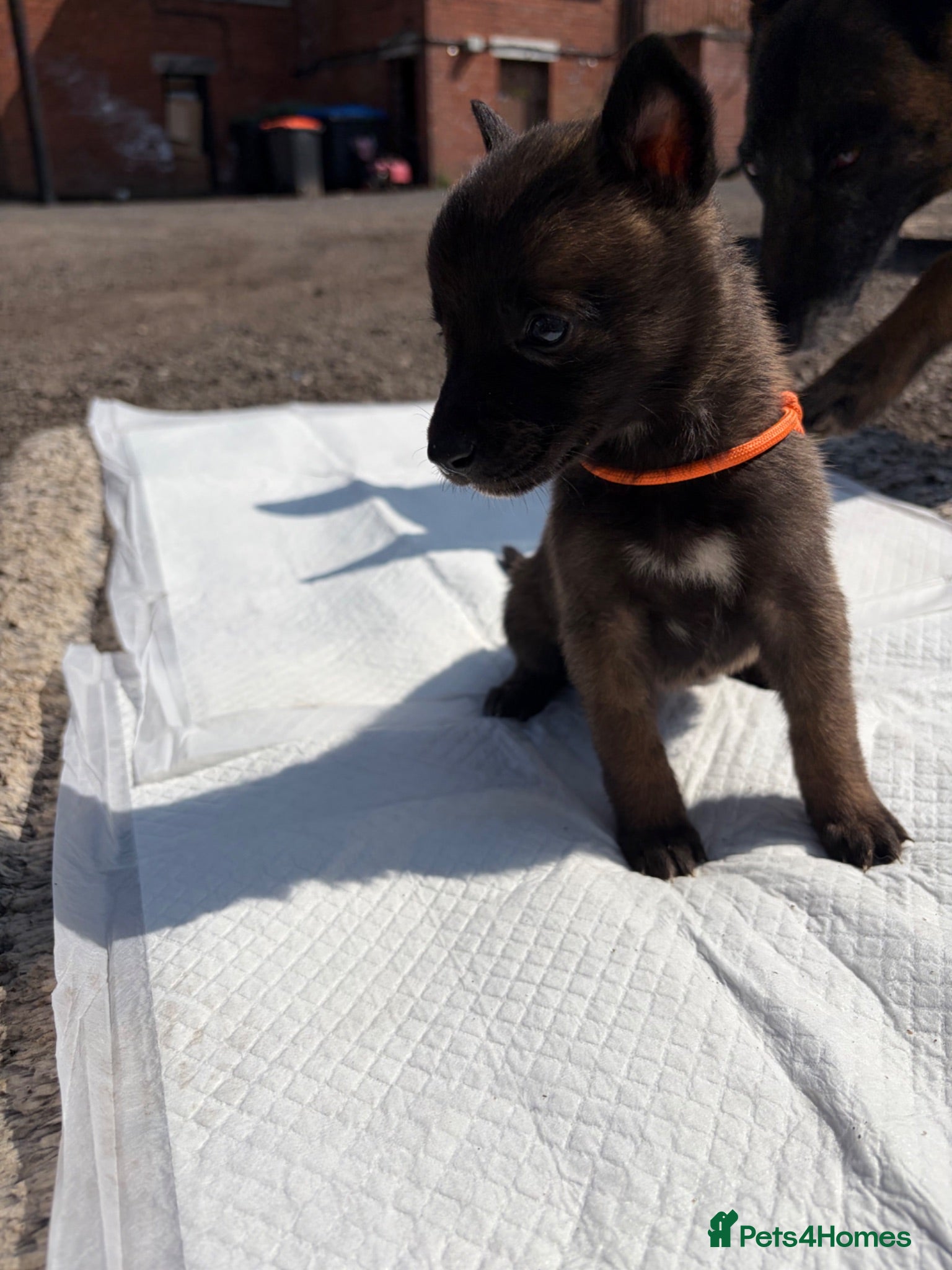 Belgian Shepherd Dog dogs Mali puppies  - Advert 2
