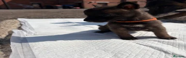 Belgian Shepherd Dog 1