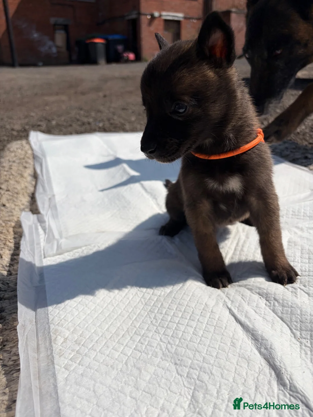 Belgian Shepherd Dog dogs for sale: Mali puppies  in Bishop Auckland - Advert 2