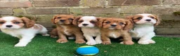 Cavalier King Charles Spaniel dogs for sale: 2 boys left ready to go now ❤️ - Advert 11