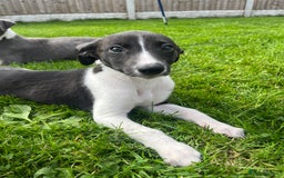 Whippet dogs for sale: Whippets  - Image 13