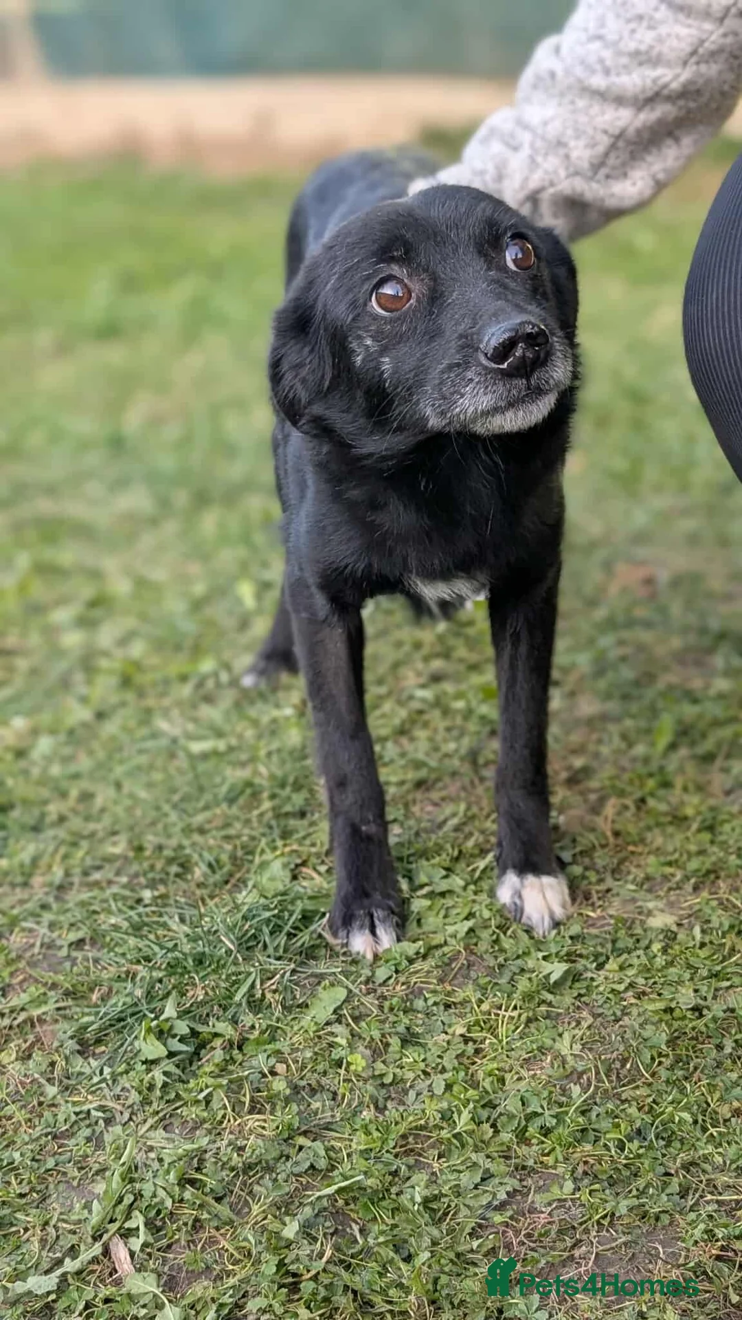 Mixed Breed dogs for adoption: Venus for adoption - Advert 4