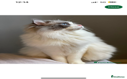 Ragdoll cats for sale: 2 female blue bicoloured ragdolls for sale🤍 - Image 12