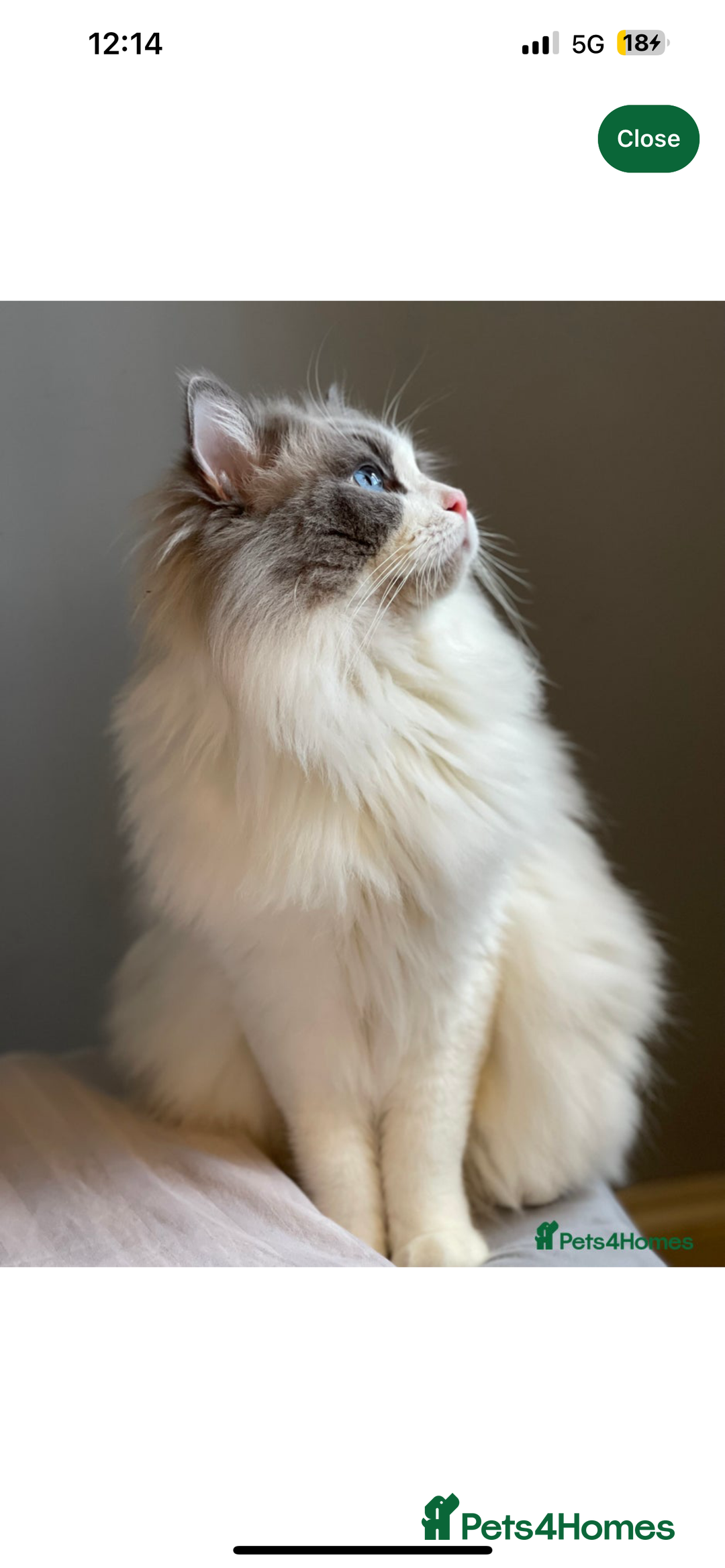 Ragdoll cats for sale: 2 female blue bicoloured ragdolls for sale🤍 - Image 12