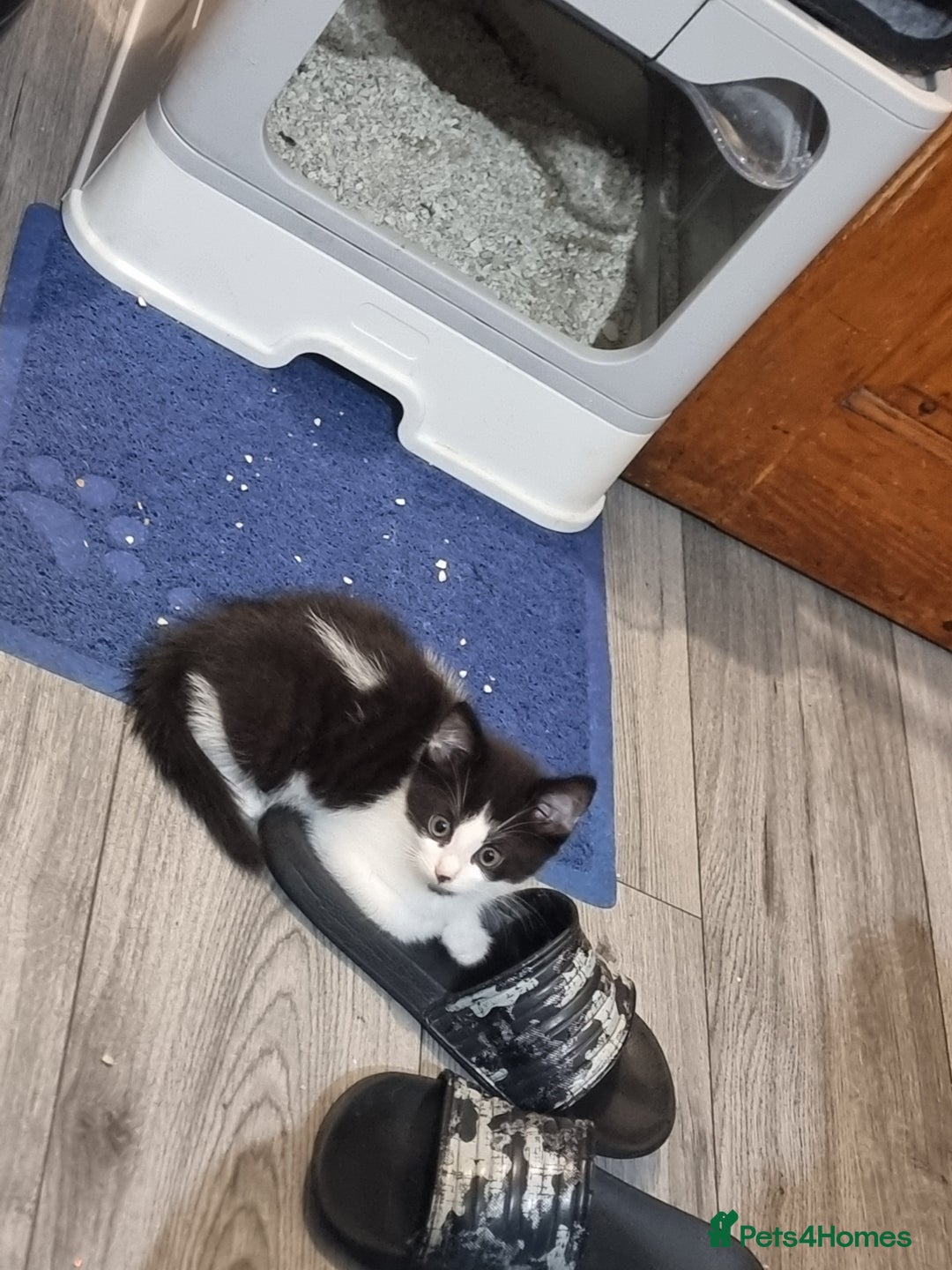 Mixed Breed cats for sale: 2 beautiful Maine Coon mix kittens  - Image 4