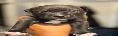 Black sable male