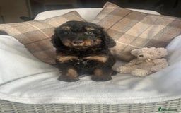 Cockapoo dogs for sale: F1 miniature gorgeous cockapoo puppies  - Image 2