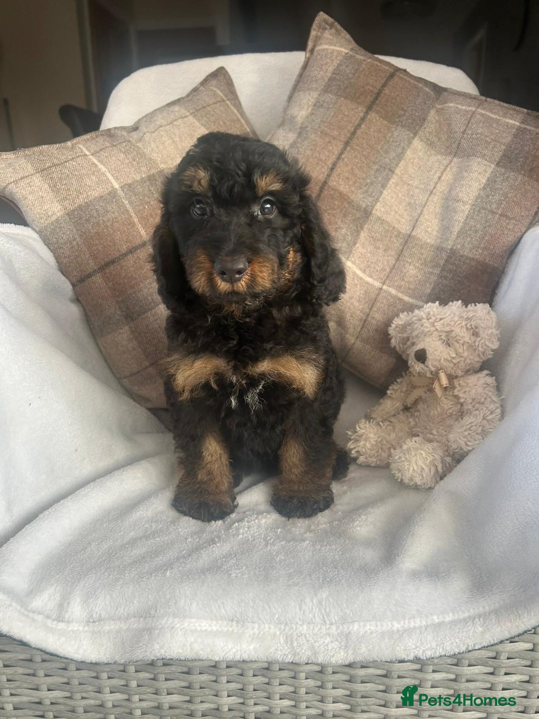 Cockapoo dogs for sale: F1 miniature gorgeous cockapoo puppies  - Image 2