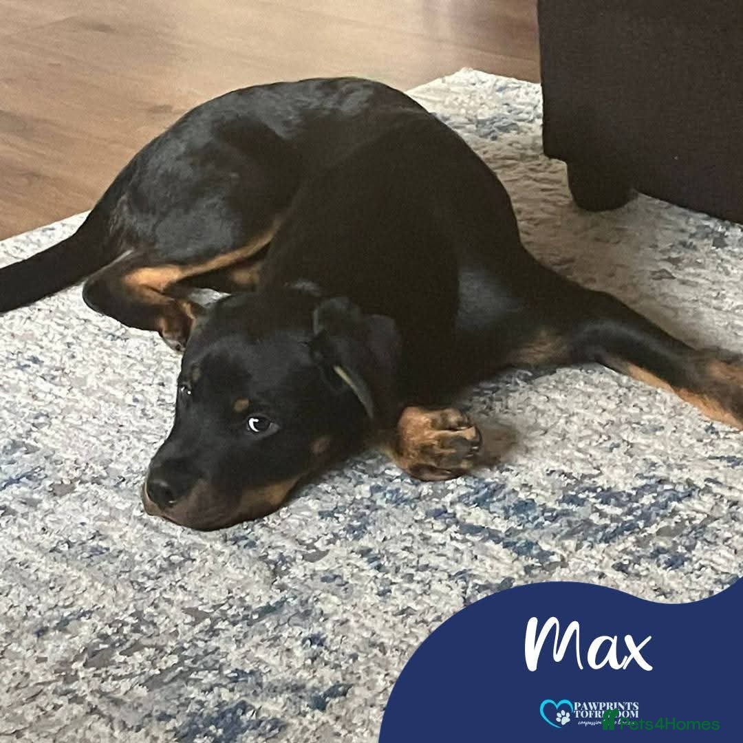 Rottweiler dogs Meet Max, currently residing in Yorkshire  in Leeds - Advert 1