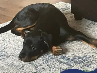 Rottweiler dogs Meet Max, currently residing in Yorkshire in Leeds - Advert 1