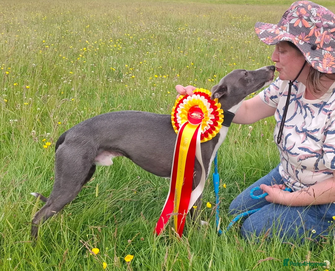 Whippet dogs for stud: Classy Smart Blue Boy 19.5tts.Sportingbred. - Advert 2