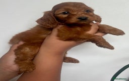 Cockapoo dogs for sale: fully healthy tested, Red Cockapoo puppies   - Image 2