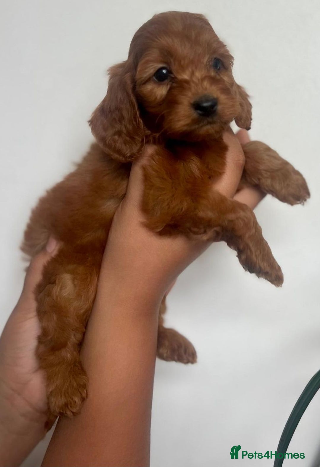 Cockapoo dogs for sale: fully healthy tested, Red Cockapoo puppies   - Image 2
