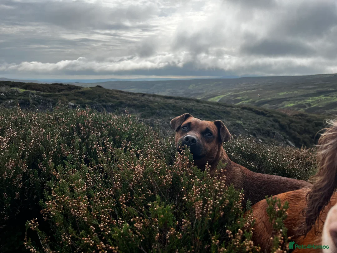 Patterdale Terrier dogs for stud: Super All Round Working Fell Terrier  in Hawes - Advert 8