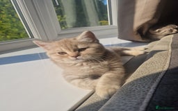 Scottish Fold cats for sale: Stunning TICA Registered Babies in Bolton - Image 3