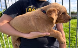 Labrador Retriever dogs for sale: 💛💛 Excellent Labrador Pups 💛💛 - Image 16