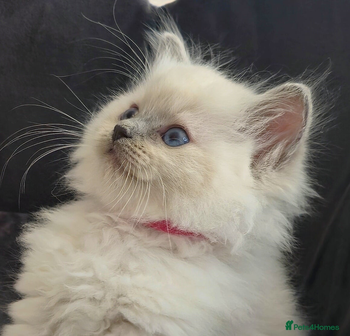 Ragdoll cats 💜 ONE Ragdoll GIRL available 💜 - Advert 8