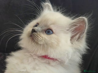Ragdoll cats 💜 ONE Ragdoll GIRL available 💜 - Advert 8