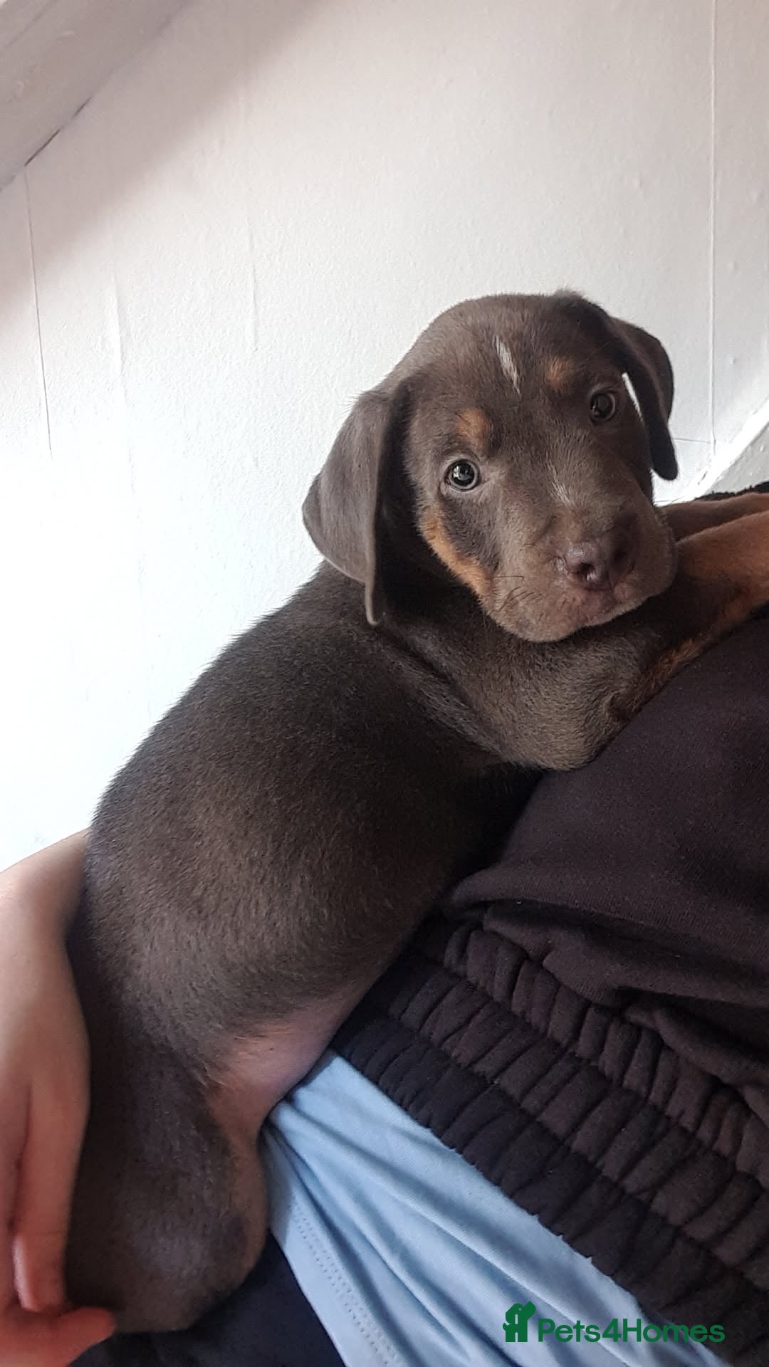 American Bull Staffy dogs for sale: 4 BEAUTIFUL PUPPIES - Image 7