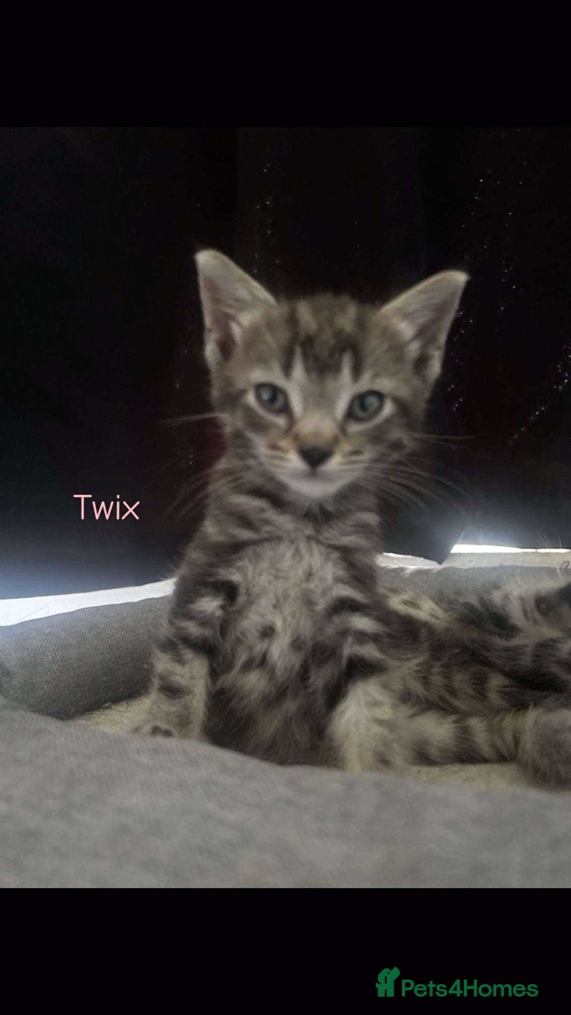 Mixed Breed cats 3 kittens ready for their new homes - Advert 3
